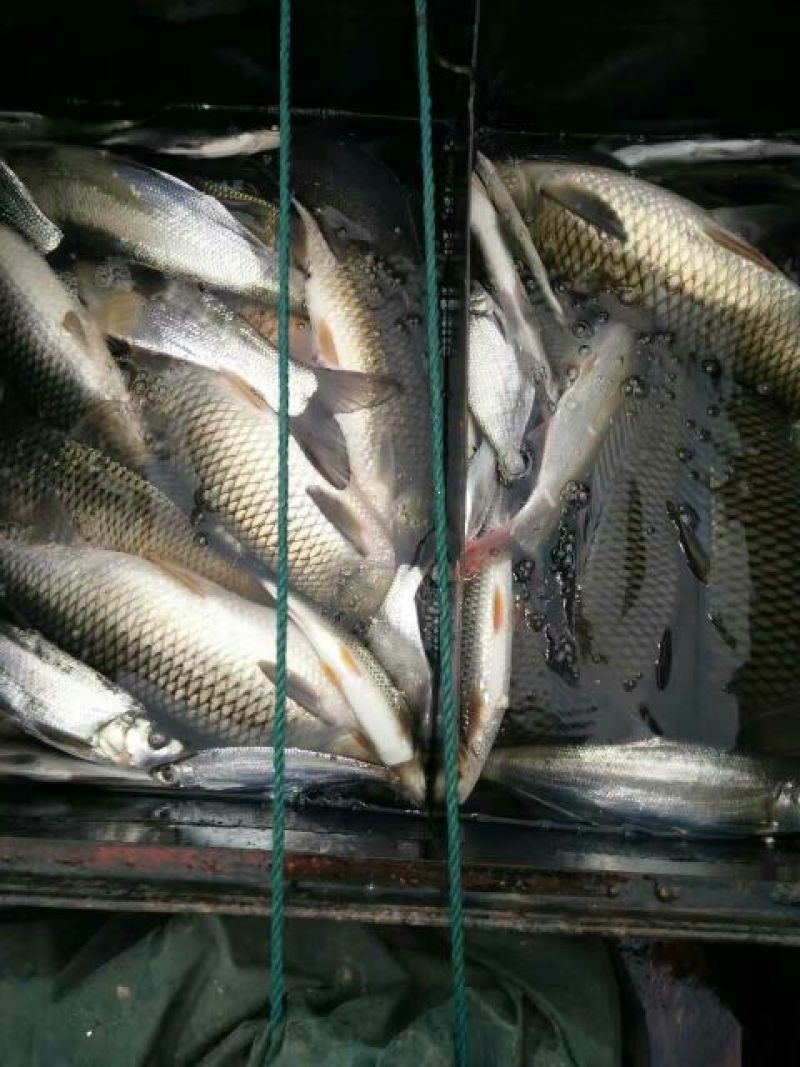 河鲤鱼食用1~2公斤