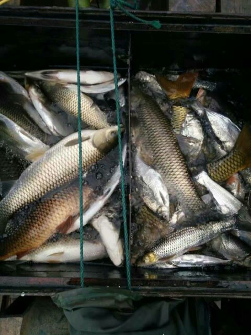 河鲤鱼食用1~2公斤