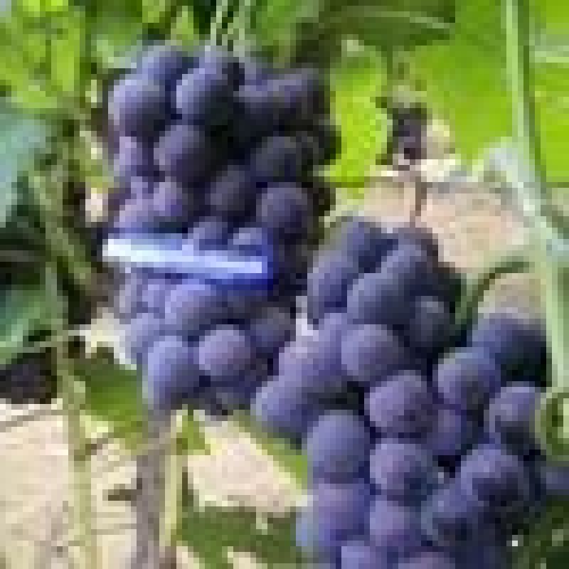 红提2~3斤5%以下