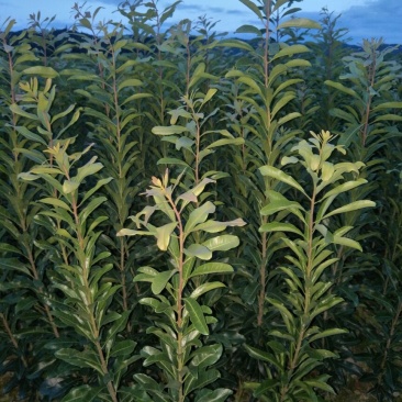 杨梅树苗0.5~150~100cm