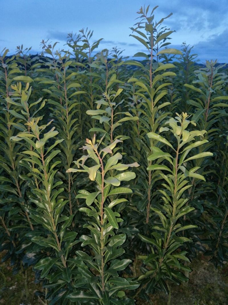 杨梅树苗0.5~150~100cm
