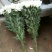 白菊花50~80cm