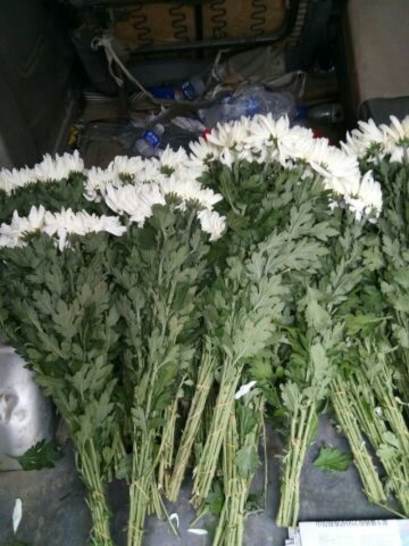 白菊花50~80cm
