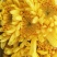 白菊花50~80cm