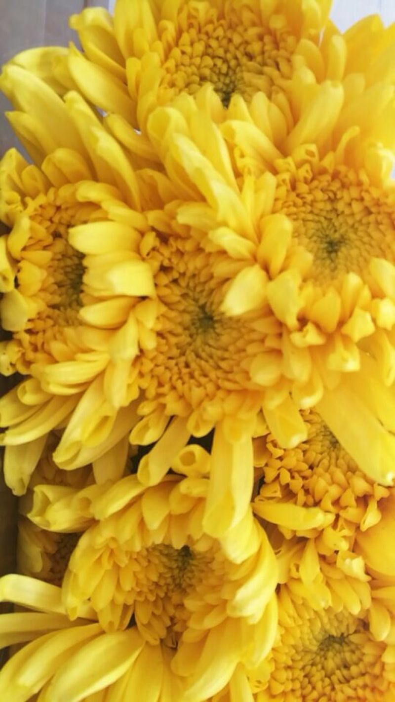 白菊花50~80cm