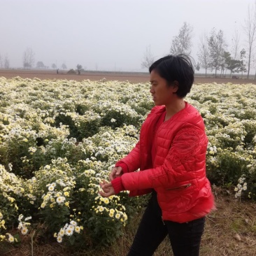 杭白菊散装