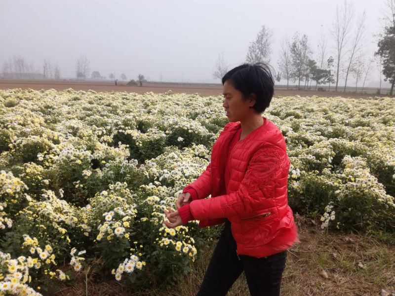 杭白菊散装