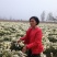 杭白菊散装