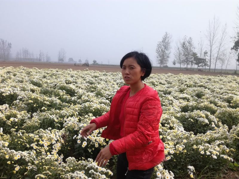杭白菊散装
