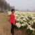 杭白菊散装