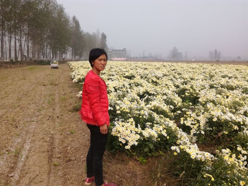 杭白菊散装