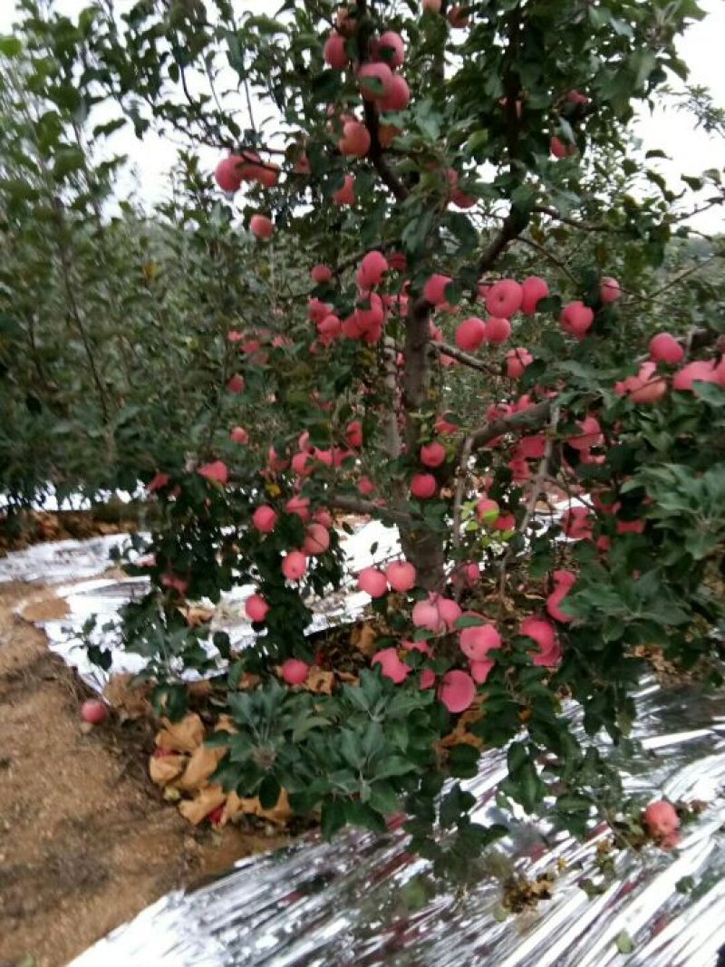 红富士苹果80mm以上纸袋，包装规格齐全价格优惠