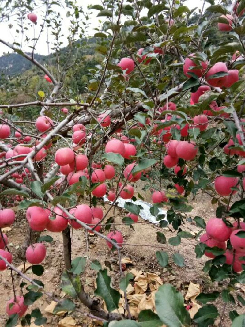 红富士苹果80mm以上纸袋，包装规格齐全价格优惠