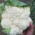 雪玉菜花！精品花菜！基地直供价格低