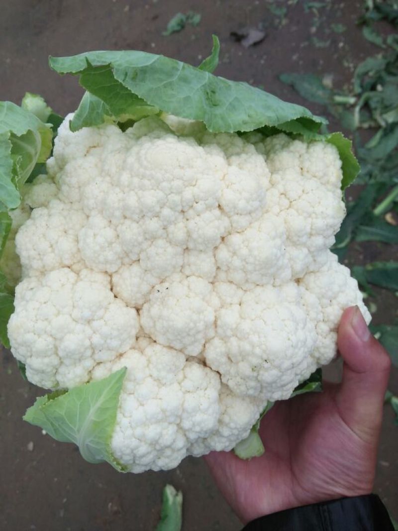 雪玉菜花！精品花菜！基地直供价格低