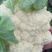 雪玉菜花！精品花菜！基地直供价格低