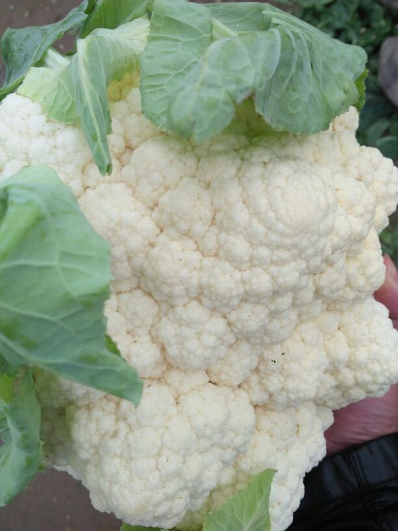 雪玉菜花！精品花菜！基地直供价格低