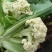 雪玉菜花！精品花菜！基地直供价格低