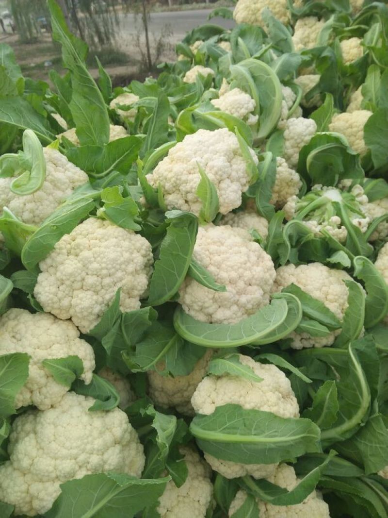 雪玉菜花、精品质量万亩青根松花菜！等着你来拉