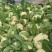 雪玉菜花、精品质量万亩青根松花菜！等着你来拉