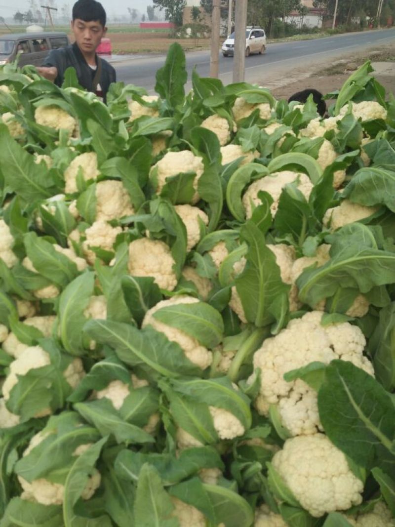 雪玉菜花、精品质量万亩青根松花菜！等着你来拉