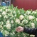雪玉菜花、精品质量万亩青根松花菜！等着你来拉