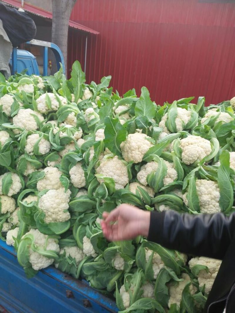 雪玉菜花、精品质量万亩青根松花菜！等着你来拉