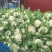 雪玉菜花、精品质量万亩青根松花菜！等着你来拉