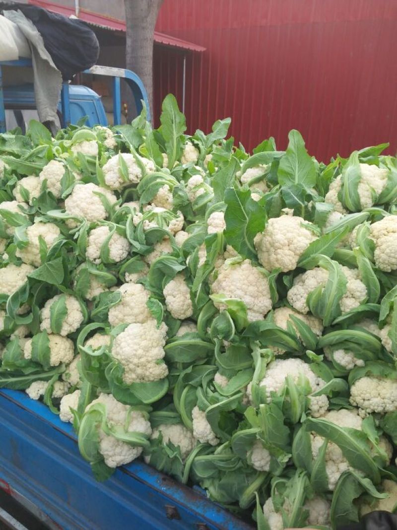 雪玉菜花、精品质量万亩青根松花菜！等着你来拉