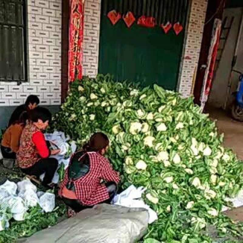 雪玉菜花、精品质量万亩青根松花菜！等着你来拉