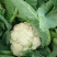 雪玉菜花、精品质量万亩青根松花菜！等着你来拉