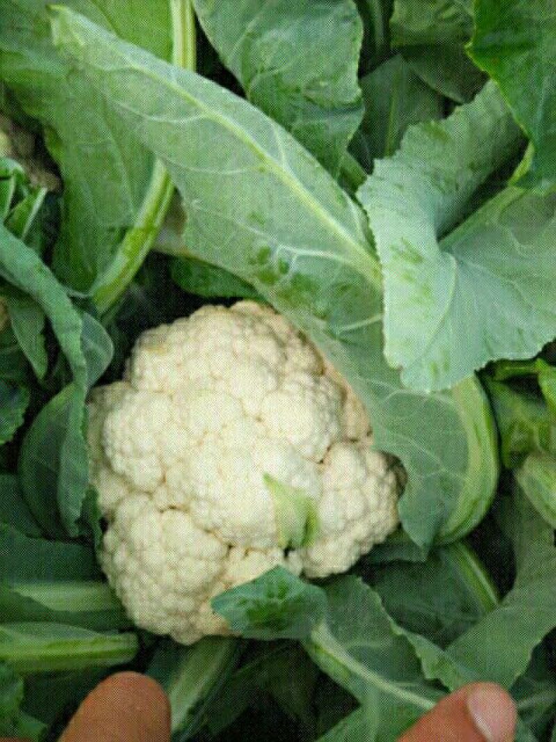 雪玉菜花、精品质量万亩青根松花菜！等着你来拉
