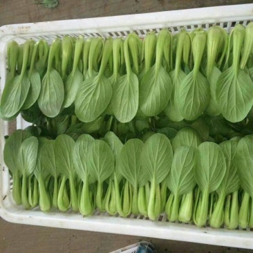 小油菜常年供应，货源充足，信誉第一
