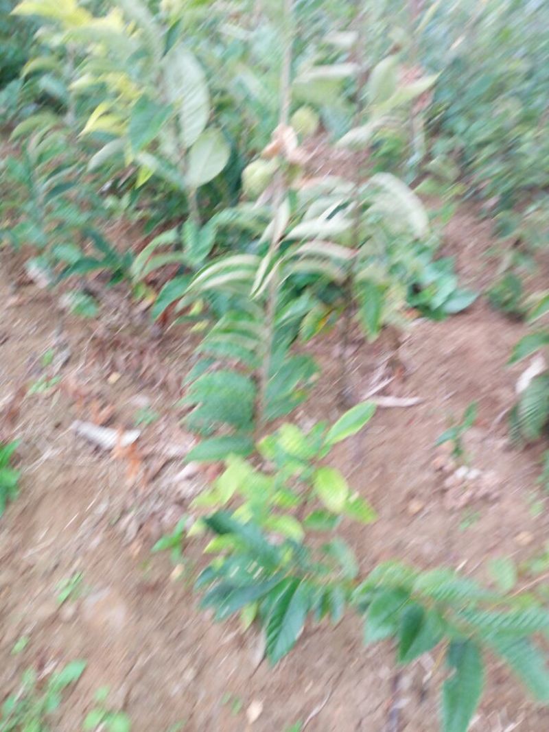 大红袍板栗苗30~50cm