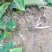 大红袍板栗苗30~50cm