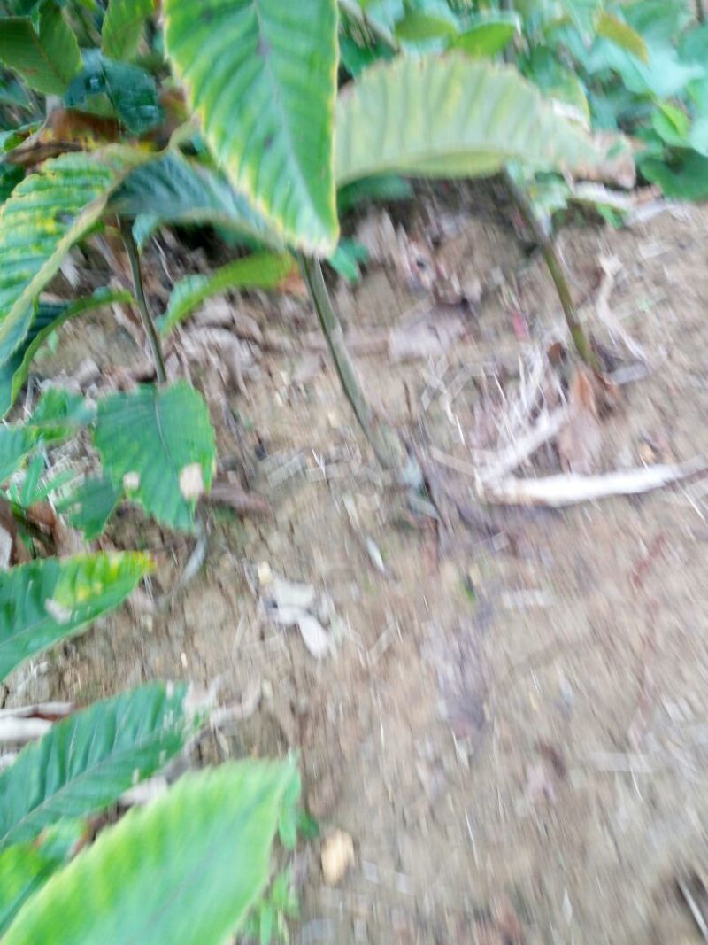 大红袍板栗苗30~50cm