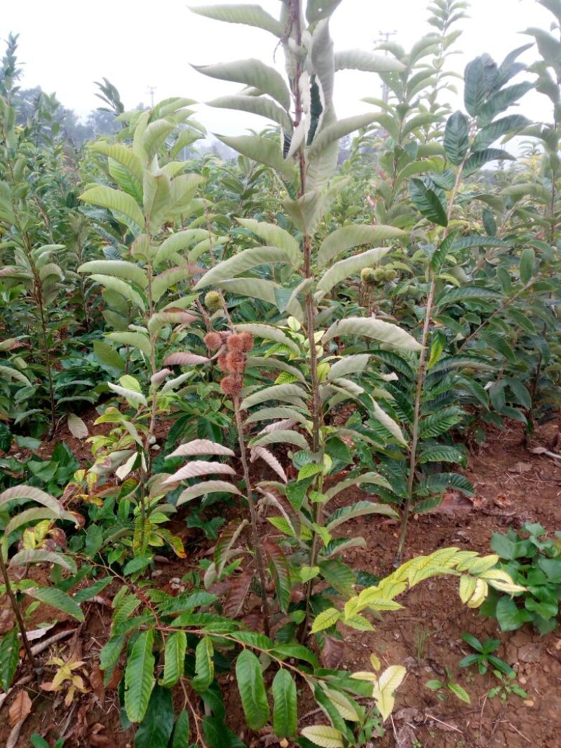 大红袍板栗苗30~50cm