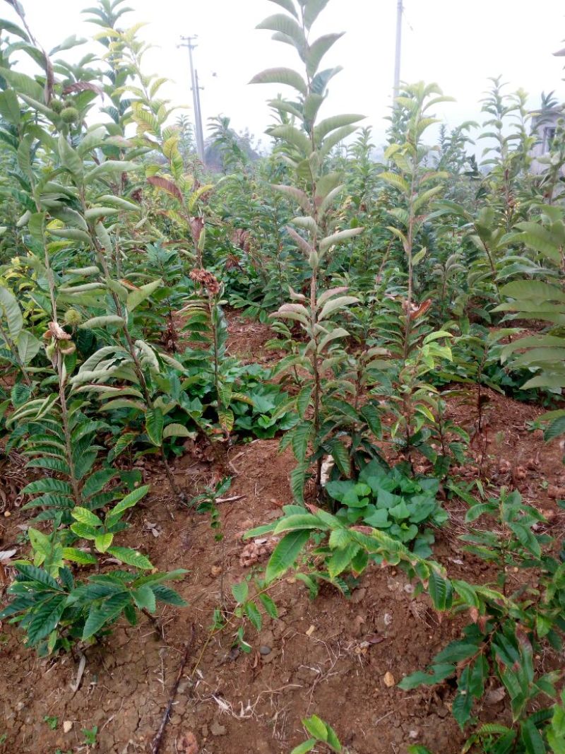 大红袍板栗苗30~50cm
