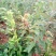 大红袍板栗苗30~50cm