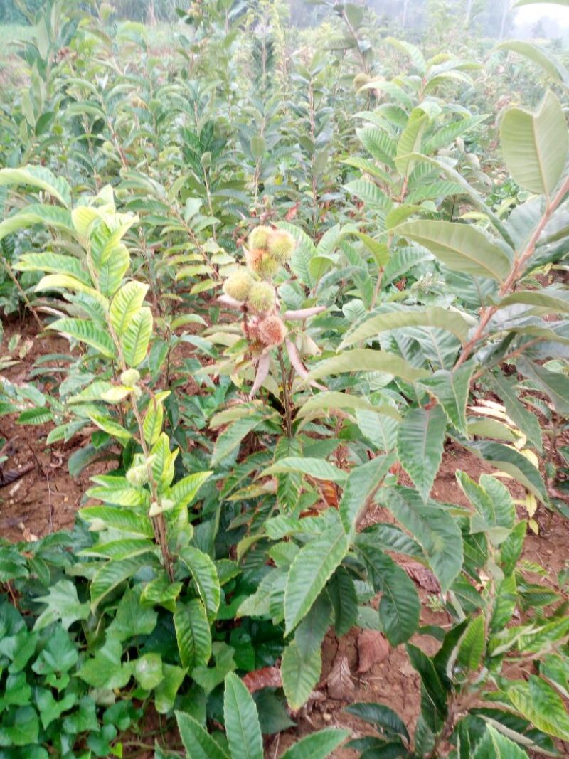 大红袍板栗苗30~50cm