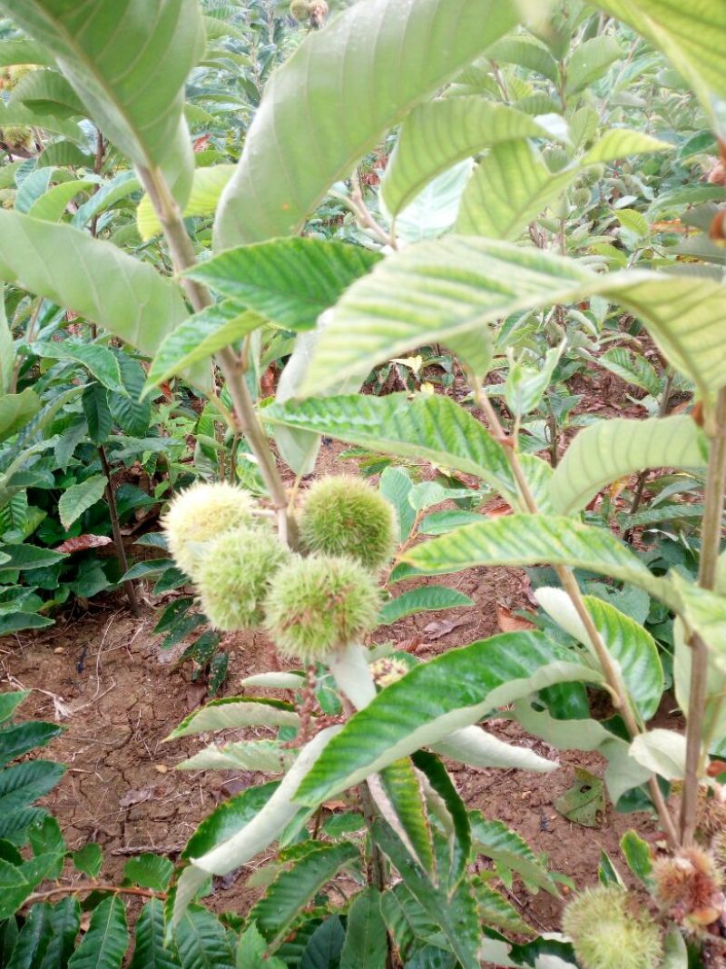 大红袍板栗苗30~50cm