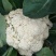 白面青梗松花菜2~3斤散花乳白