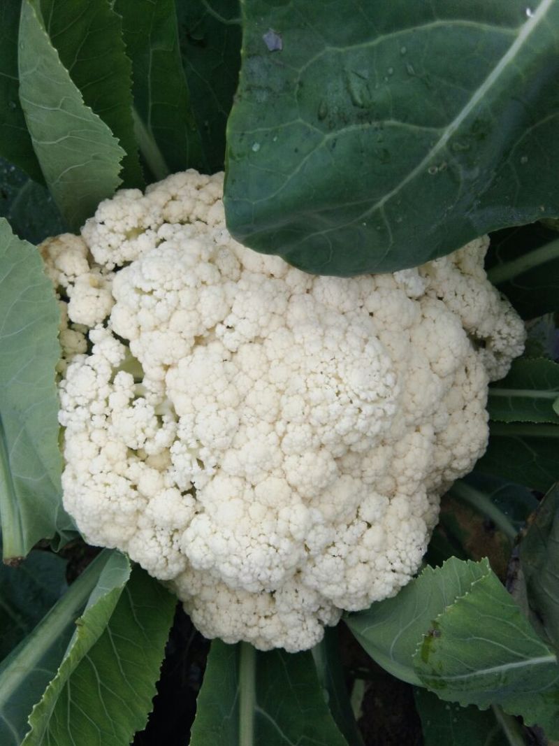 白面青梗松花菜2~3斤散花乳白