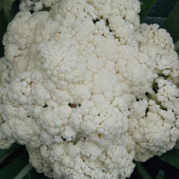 白面青梗松花菜2~3斤散花乳白