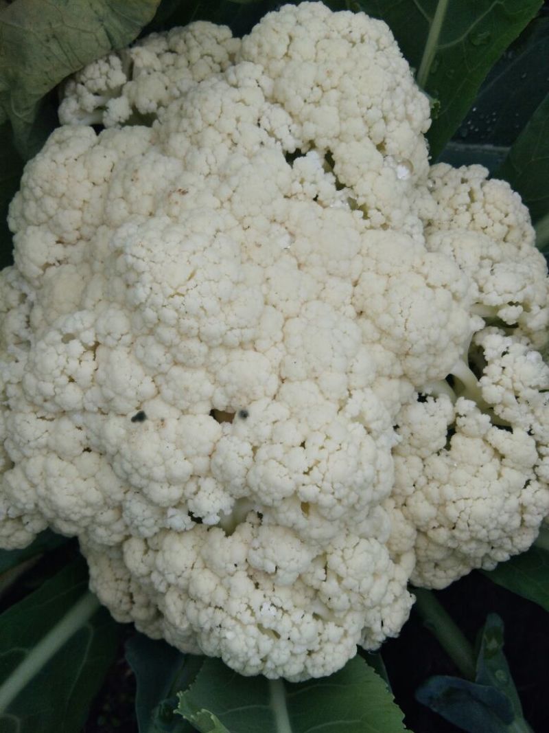 白面青梗松花菜2~3斤散花乳白