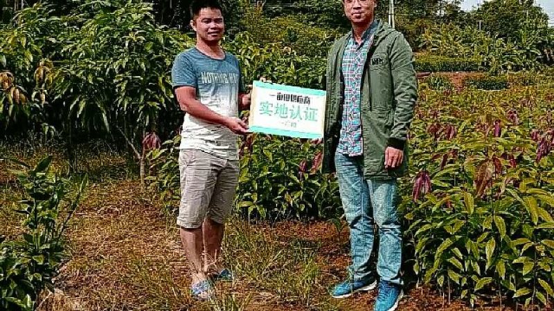 嘉宝果树苗2年