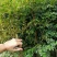 嘉宝果树苗2年