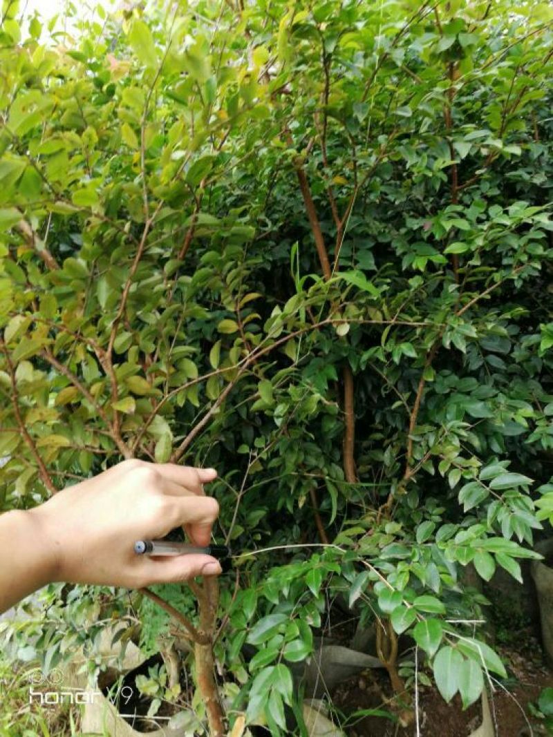 嘉宝果树苗2年