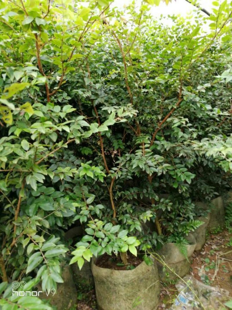 嘉宝果树苗2年