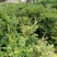 嘉宝果树苗2年